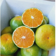  云南青皮蜜橘蜜桔子新鲜孕妇水果品质精选新鲜当季整箱 净重5斤单果60-65mm 源产地直...